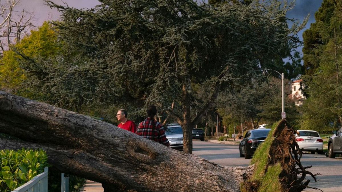 Checklist tweet media