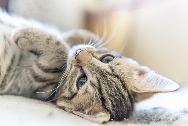 Kaden Greer tweet media