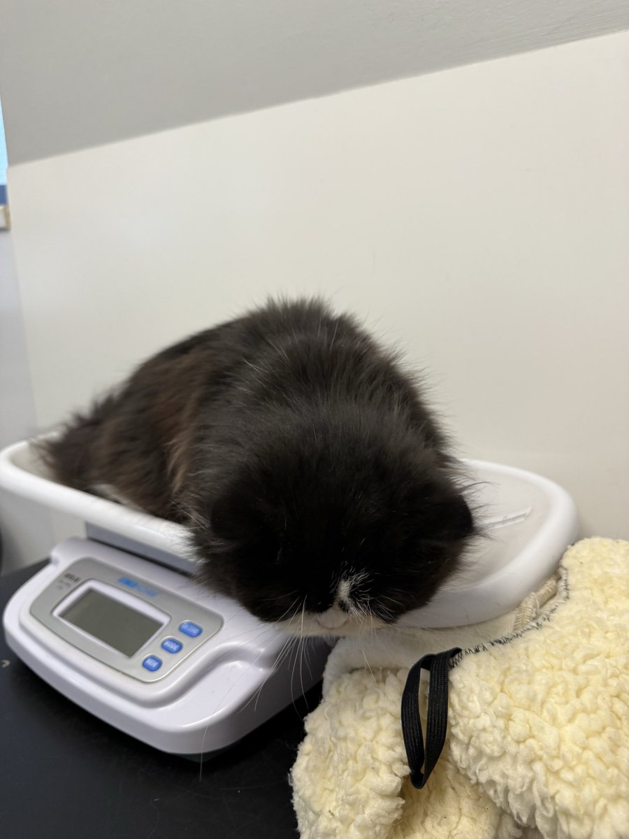 Sarah Evans tweet media