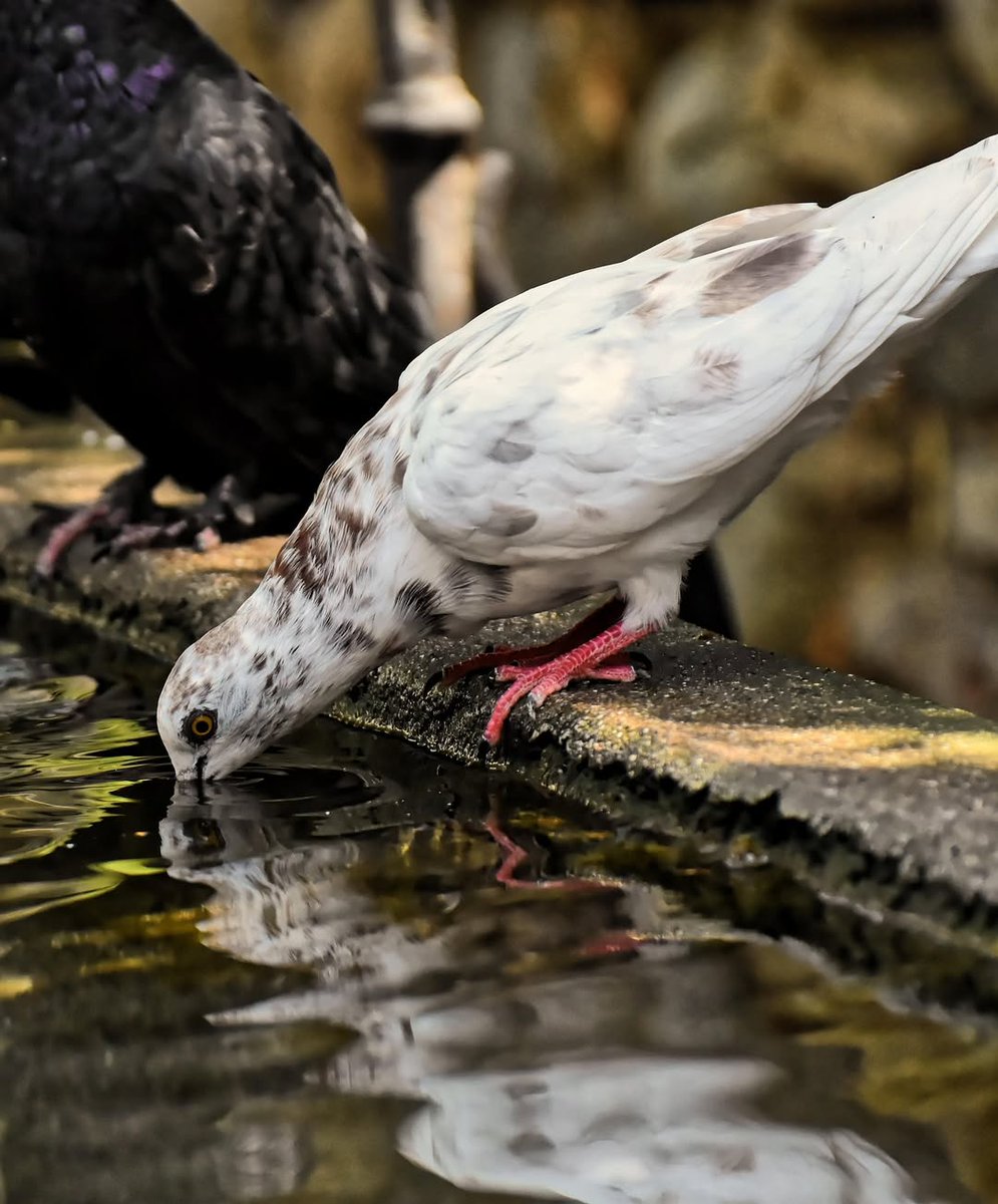 Project WILD tweet media