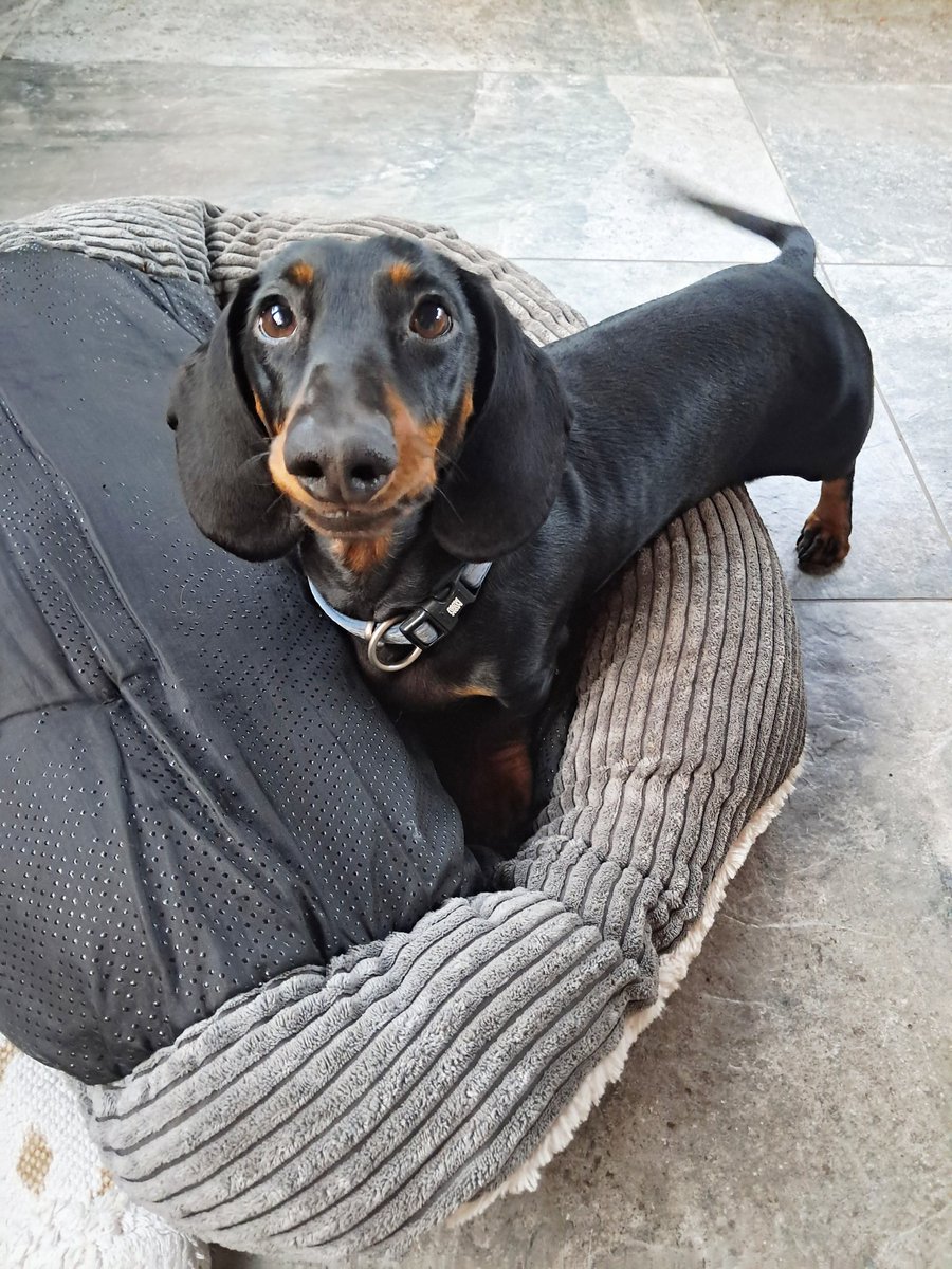 El pollo loco tweet media