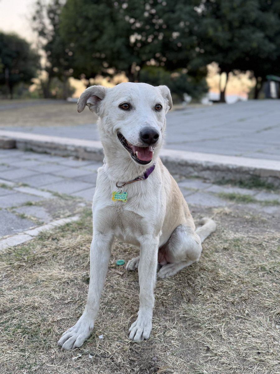 BUSCO HOGAR : 
Unas chicas me esterilizaron y atendieron una mordida que tenía en mi cuello.  Necesito un hogar urgente, sigo viviendo en las calles de cholula. Soy un perro bueno que llevo meses en la calle sufriendo. Podemos llevarlo a CDMX. Me encuentro en Puebla. 🤩 rt pls