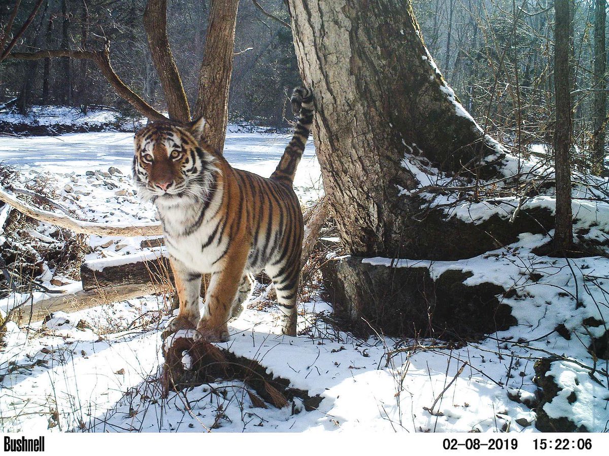 trailcam (@trail_cams) on Twitter photo 