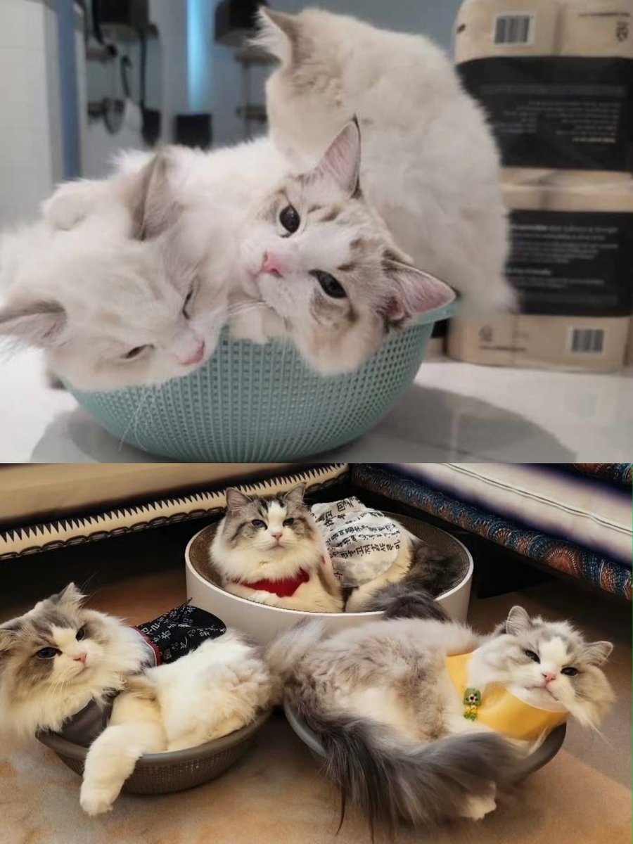 แต่ก่อนนอนรวมตะกร้าเป็นปลาทูเข่ง 3 ตัวได้ เดี๋ยวนี้ต้องนอนแยกตะกร้าแล้วเพราะใส่ไม่พอ 3LU โตขนาดนี้ตั้งแต่เมื่อไหร่อุนยายปิ๊มปิ่ม 🥹😭