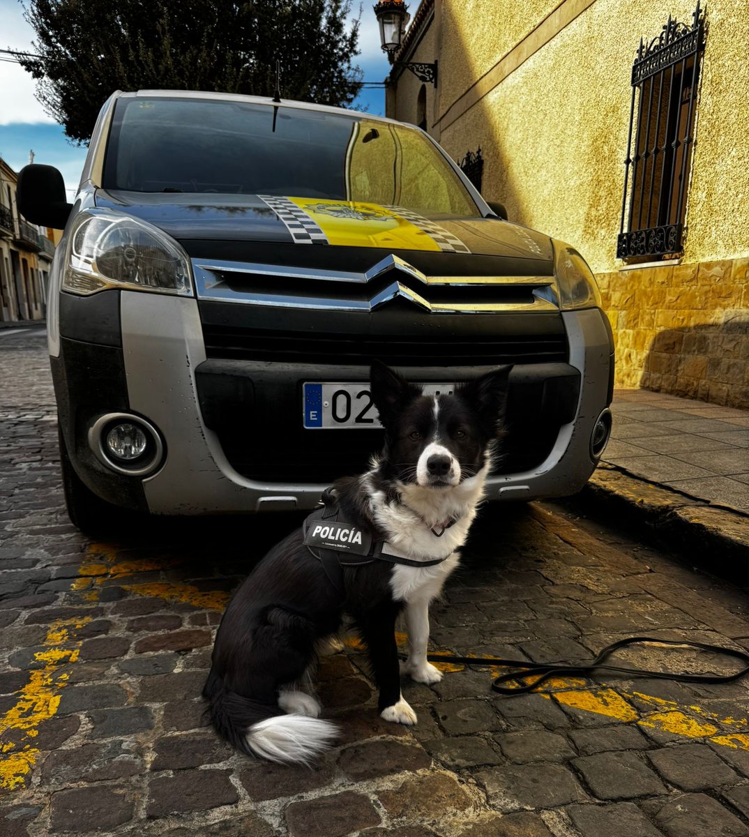 PoliciaAlboraia's tweet photo. Identifiquem a un conductor que s'havia botat un semàfor en roig. Li fem la prova de detecció de drogues, resultant positiu en amfetamines. Denunciat‼️
Li escorcollem el vehicle, ajudats de la Unitat Canina #UCAN🦮, localitzant diversos embolcalls de marihuana. Denunciat LOPSC‼️ https://t.co/x5GfhyVnl3