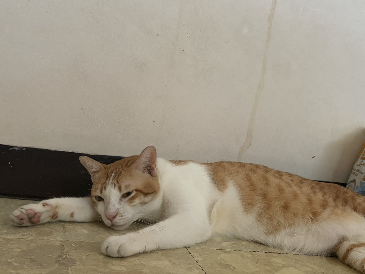 น้องแมวหาบ้าน
🐱ไจแอนด์ เพศผู้ อายุประมาณ 5-6ปี ทำหมันแล้ว ขี้อ้อน ติดคนมากๆๆ

หาบ้าน เพราะ น้องโดนเจ้าของทิ้งไว้เลยรับมาดูแล น้องเข้ากับแมวที่ห้องเราไม่ได้เลย พยายามแยกให้อยู่คนละส่วน ก็ไม่สามารถเข้ากันได้ เลยอยากหาบ้านให้น้อง

พิกัด รามคำแหง บางกะปิ

 #หาบ้านให้แมว #ทาสแมว