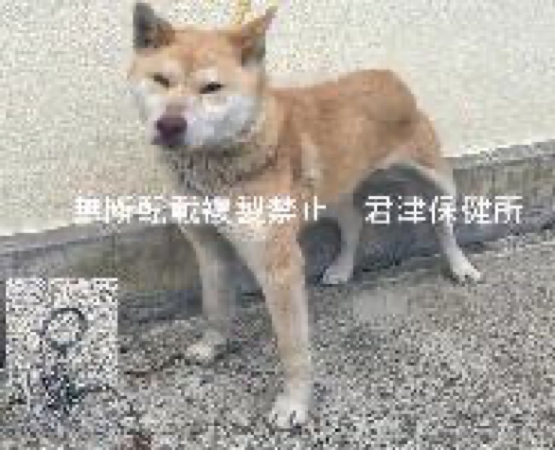 🆘緊急🆘#収容犬
🆘収容期限超過⚠️#ミックス犬
2/24(火)#千葉県 #袖ケ浦市 #南袖
グレー首輪
鎖(チェーン)
#茶白♀#雑種犬
📲君津保健所🙇🏻‍♂️
#迷い犬 #迷子犬 #保護犬 #犬 #イヌ #いぬ #茶 #木更津市 #市原市 #袖ヶ浦市 #巌根 #袖ケ浦 #長浦 #袖ヶ浦公園 #袖ケ浦海浜公園 #三井アウトレットパーク木更津