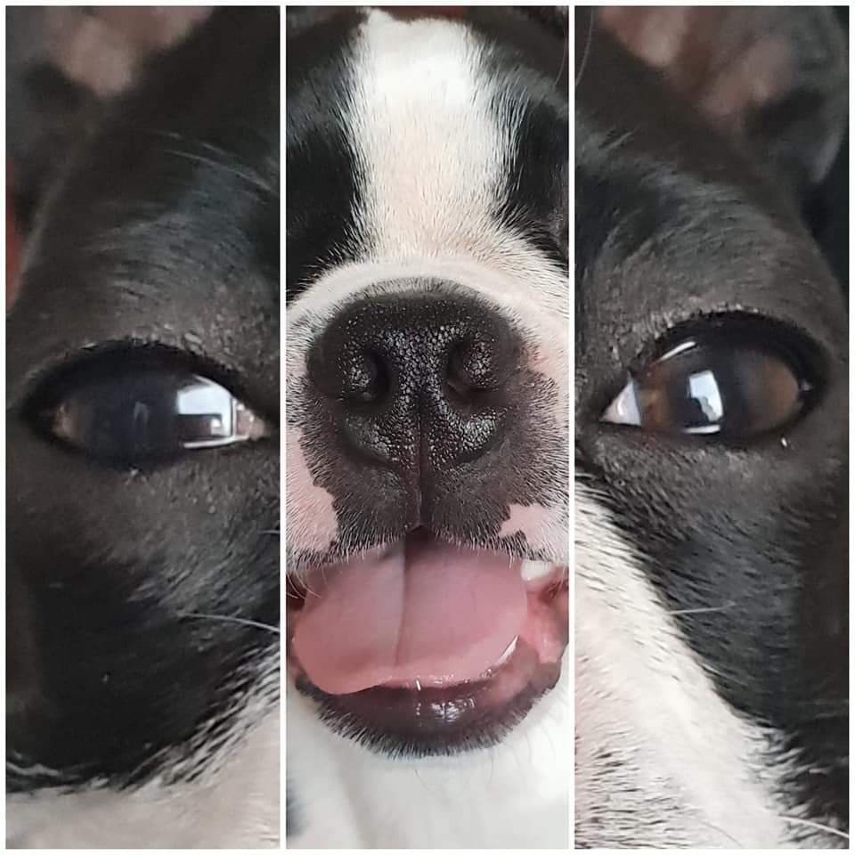 dogecore tweet media