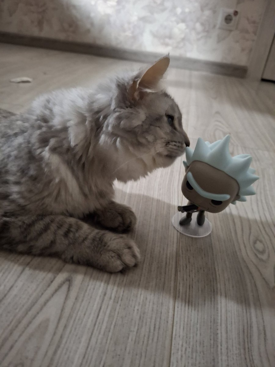 retardedHawley's tweet photo. @varietygoods My cat Morty with funko Rick Sanchez 🥺 https://t.co/acsOVlPv83
