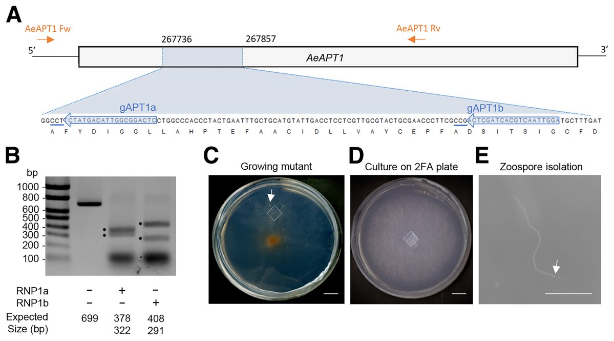 MPMI Journal tweet media