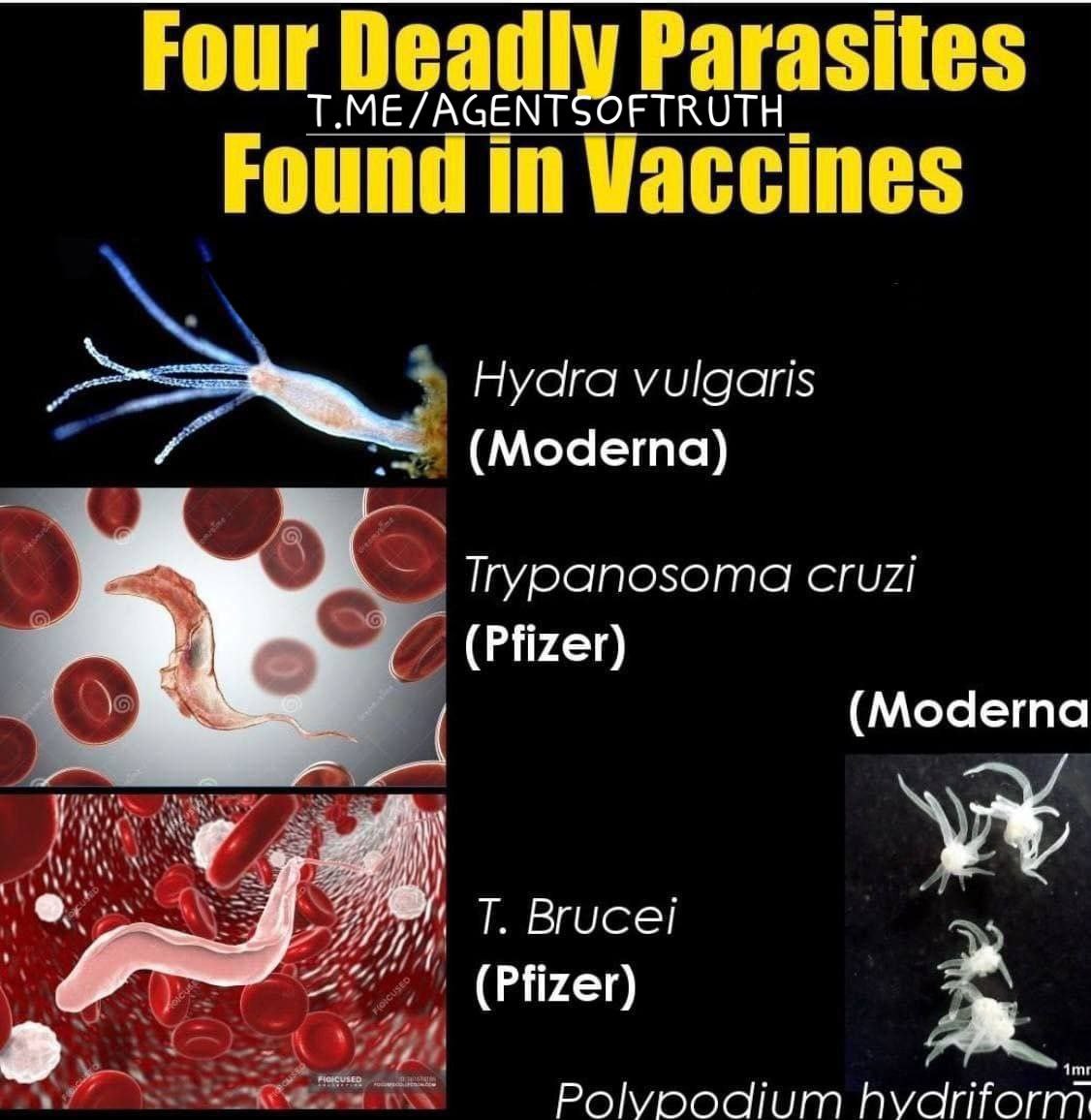 Lion Leonidas tweet media