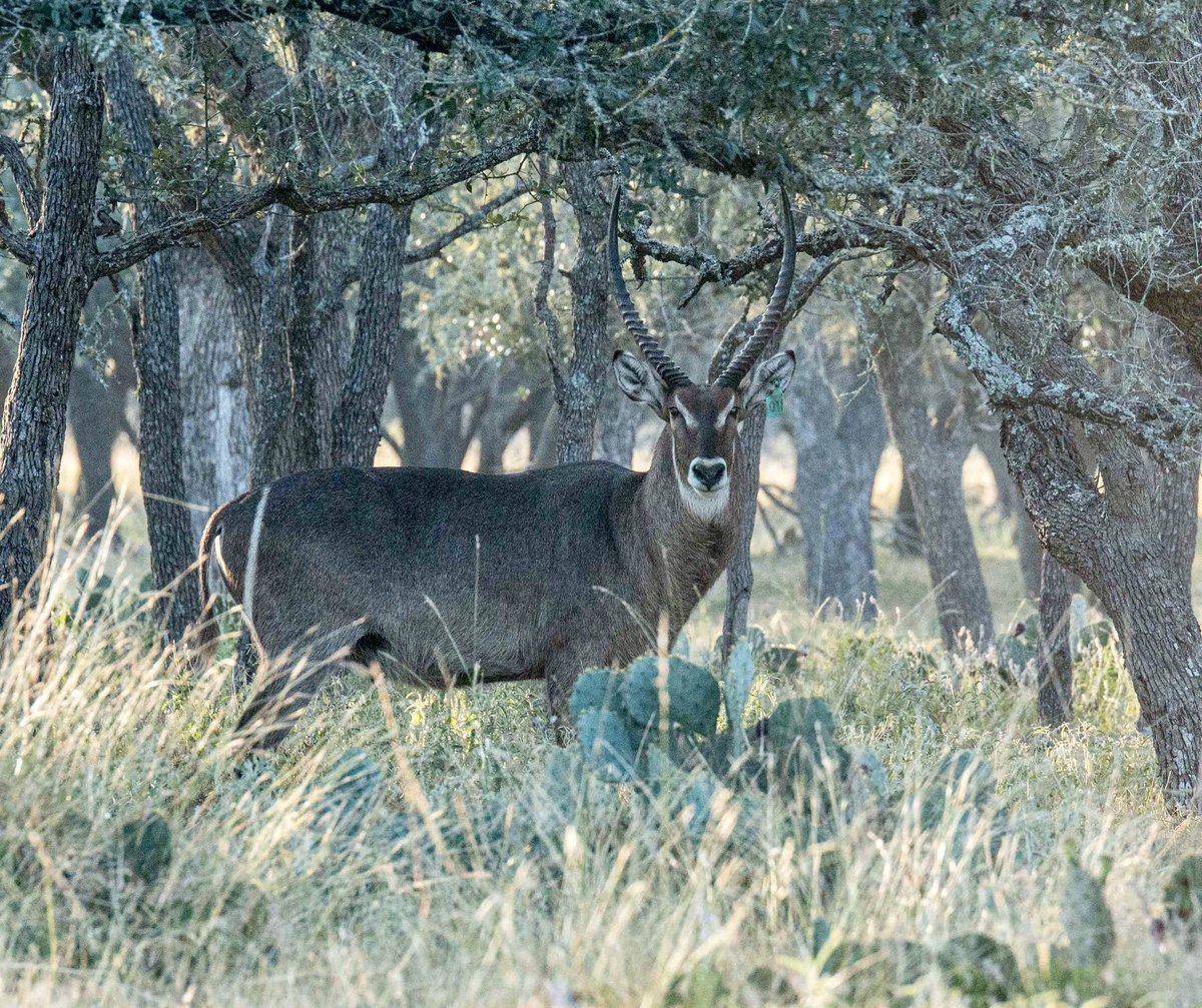 Dan Cabela tweet media