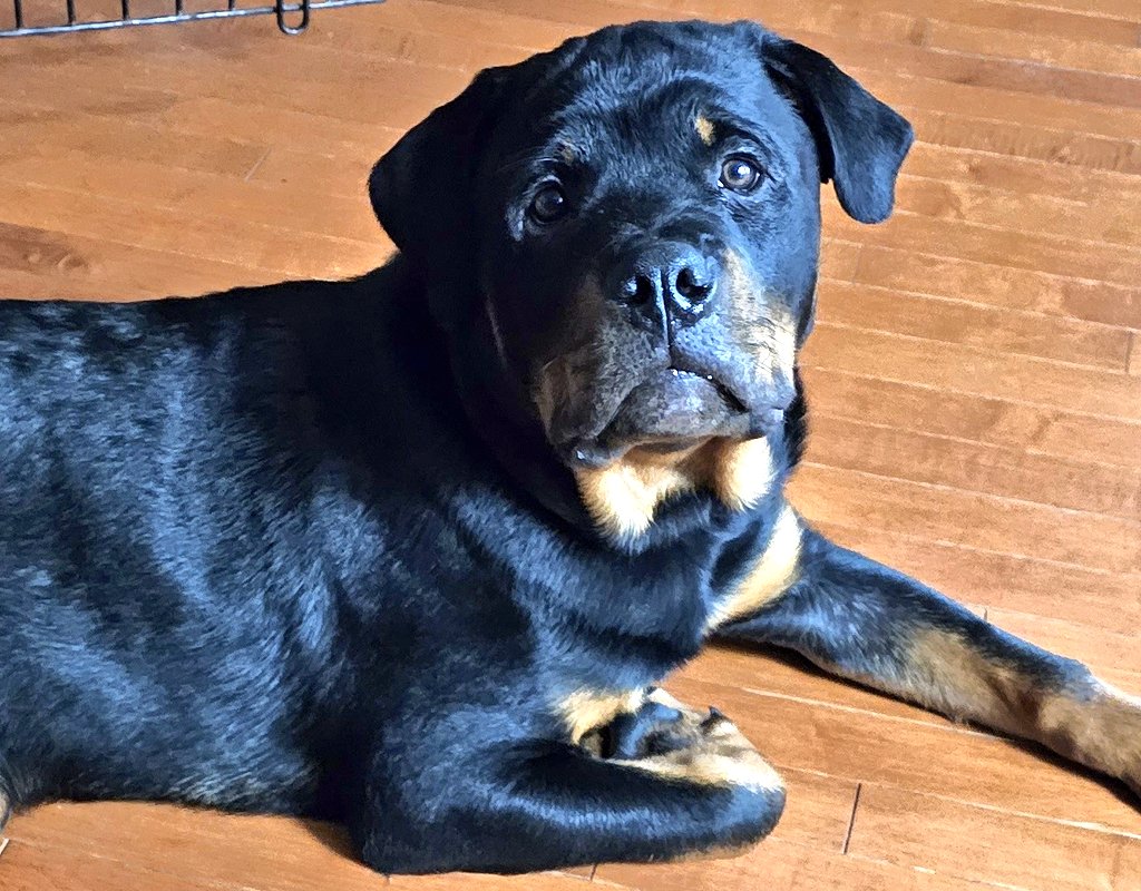 Team Servicerottie🇨🇦🐕🦺🦽 tweet media