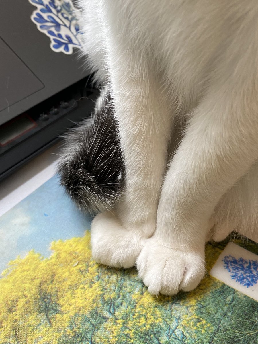 no hablamos lo suficiente de lo TIERNO que es que existan las patas de los gatos