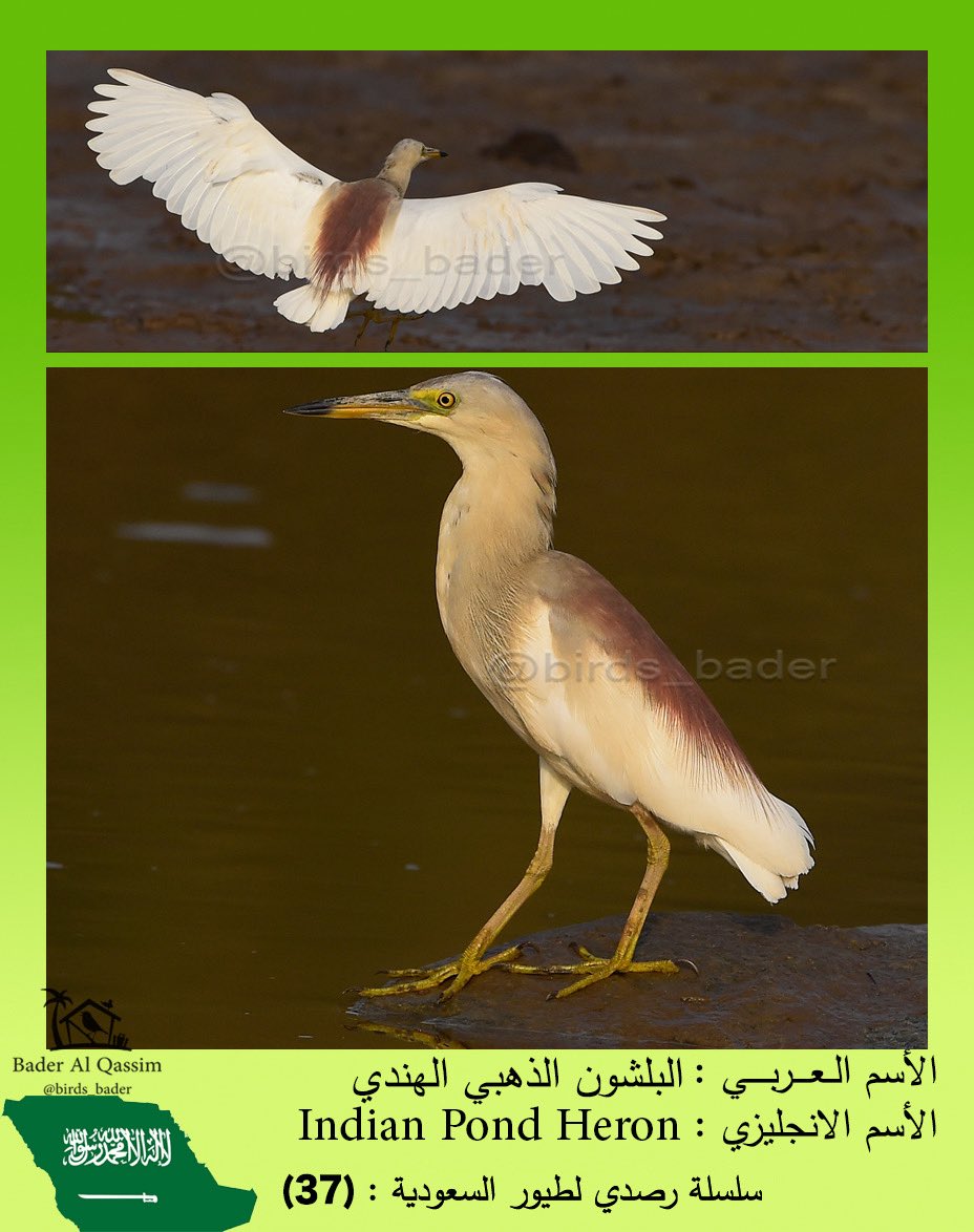 البلشون الذهبي الهندي

Indian Pond Heron

Ardeola grayii

الحالة : مهاجر

الموقع : منطقه جيزان  

#السعودية #طيور_السعودية  
#birds #تصويري #saudi_birds #طيور #هشتاق_السعودية  #Ardeolagrayii  

#المركز_الوطني_للتنمية_الحياة_الفطرية