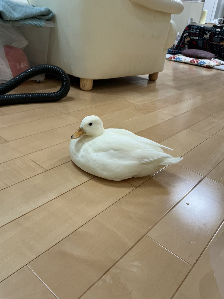 poma🪿ピヨコ tweet media