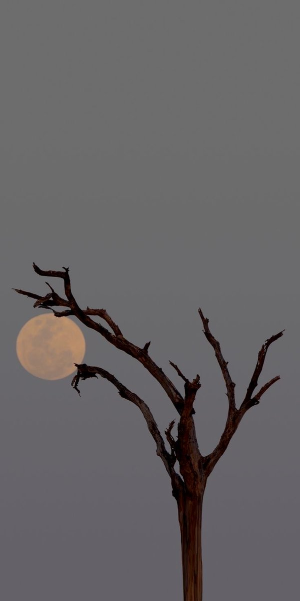 ‏﮼عبدالعزيز ﮼🫀💉 tweet media