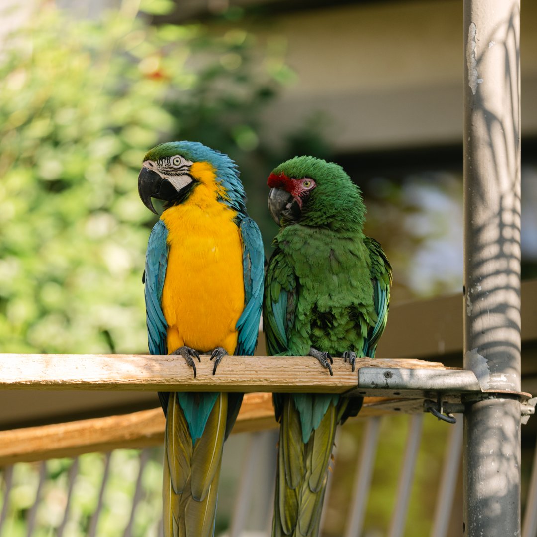 Humphreys Half Moon tweet media