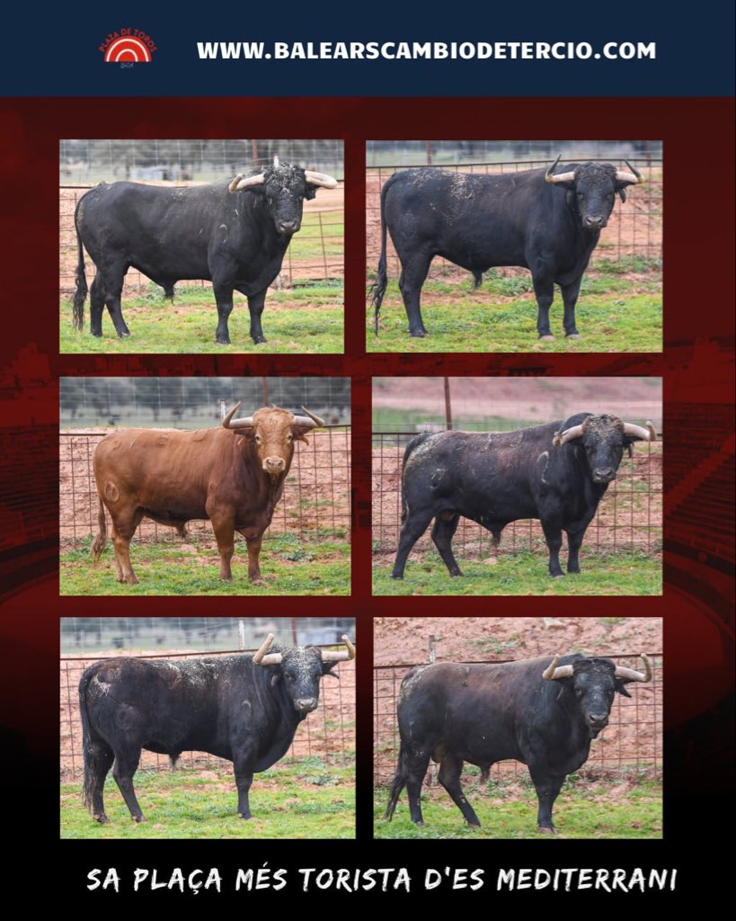 Balears Cambio de Tercio tweet media