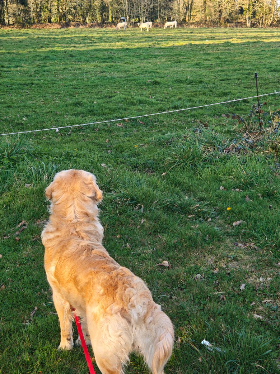 Fanny Chassain-Pichon tweet media