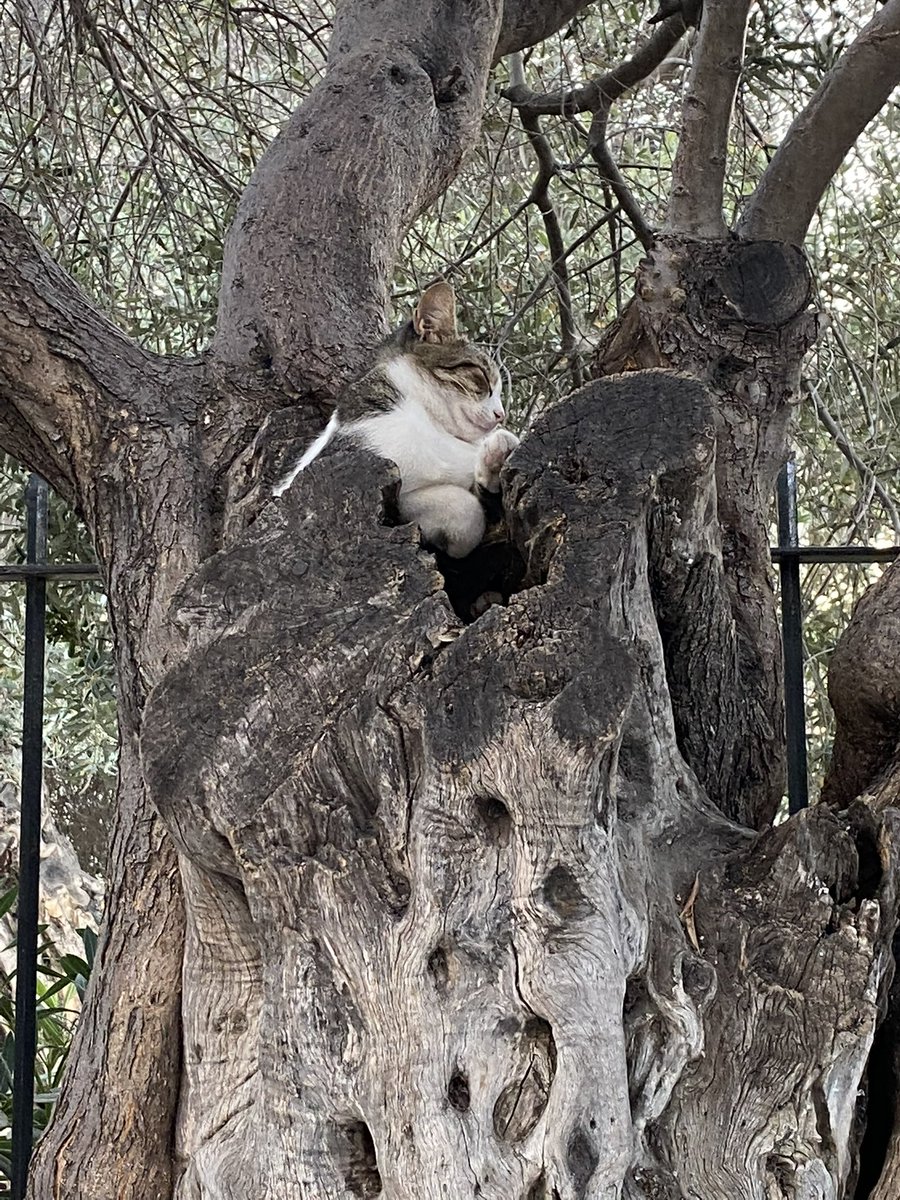 Βαρβάρα tweet media