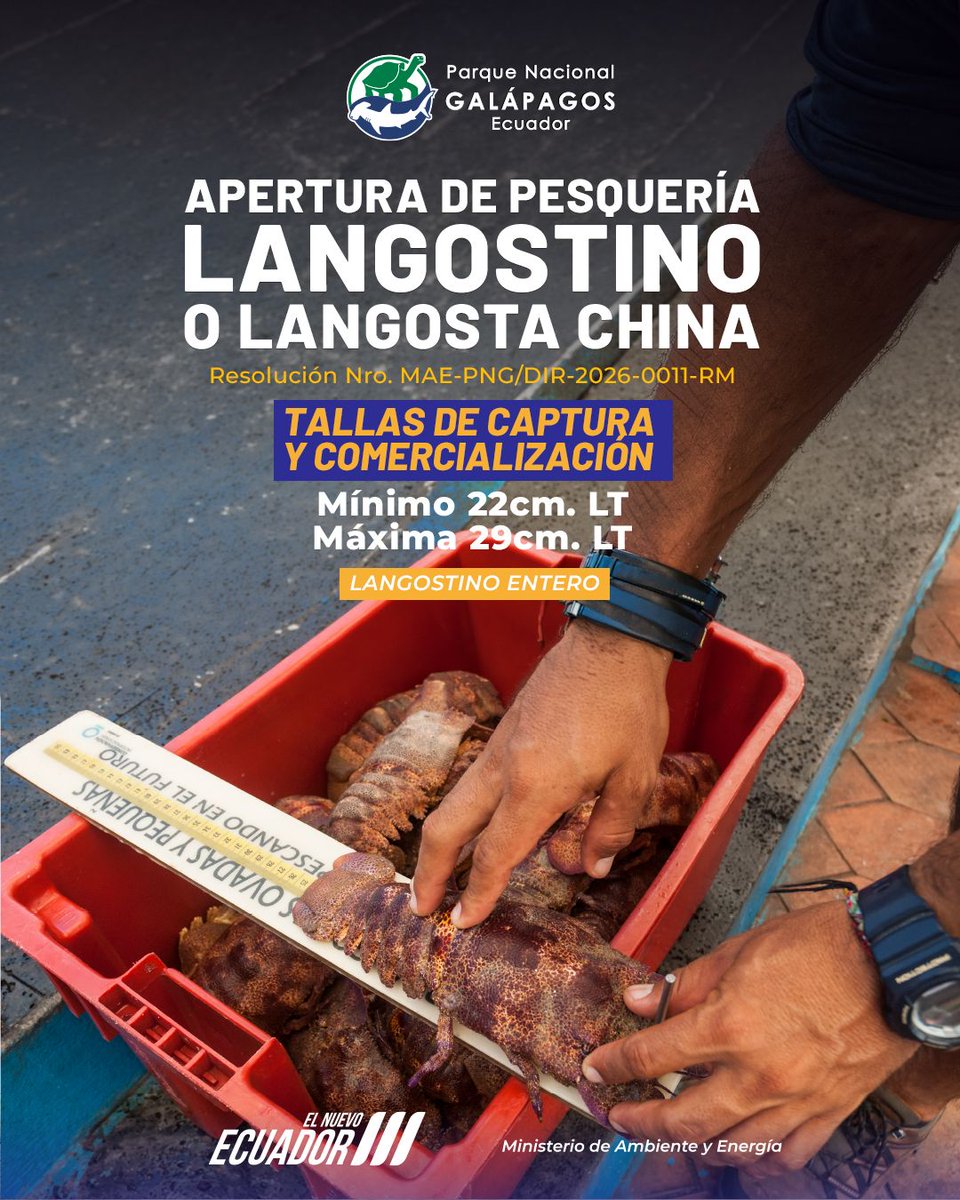 #Galápagos | Por una #PesqueríaResponsable de langostino o langosta china 🦐, adquiera únicamente la talla permitida y con certificado de monitoreo, así contribuyes con la conservación de la biodiversidad marina. 🌊