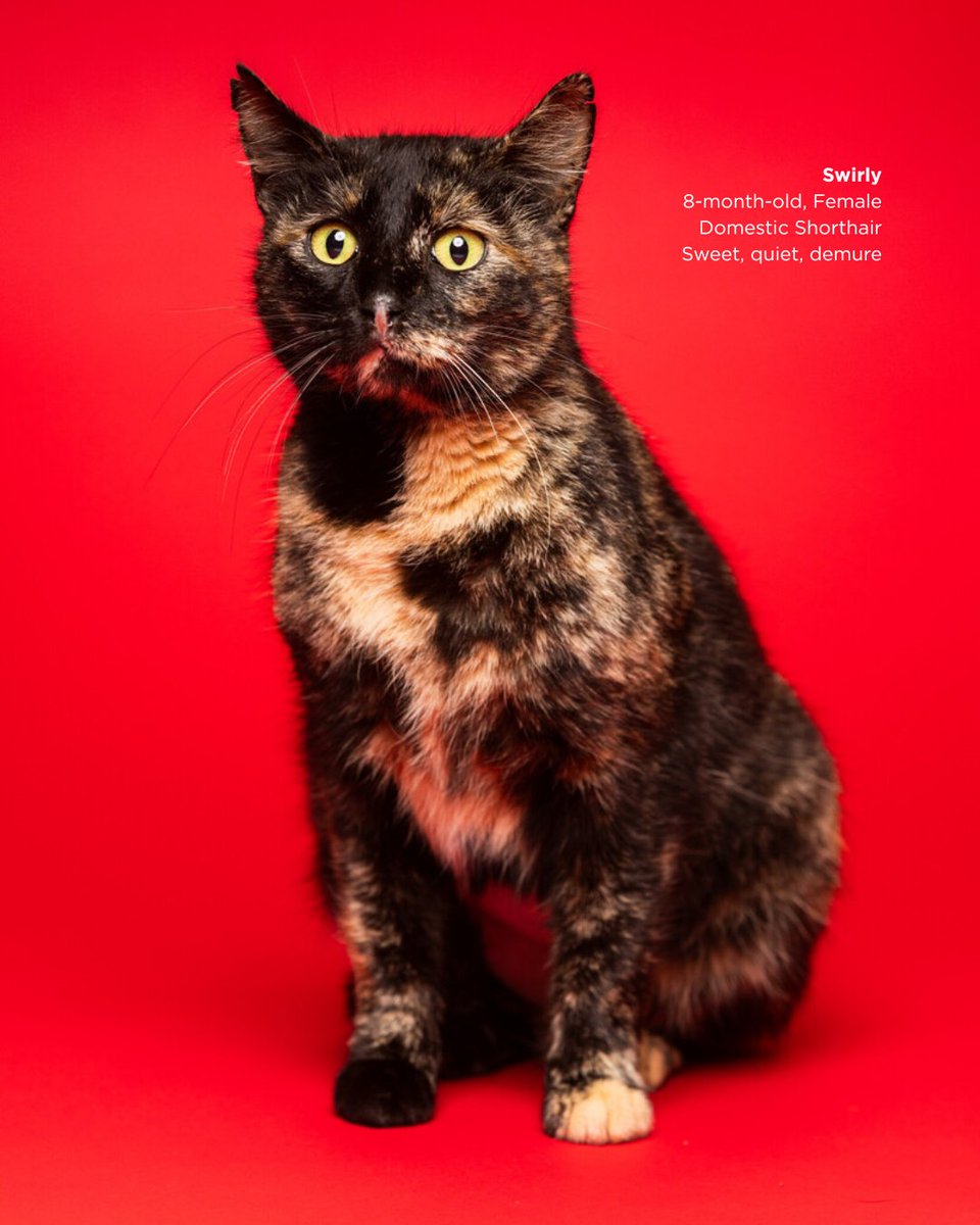 ACC District 🦇 tweet media