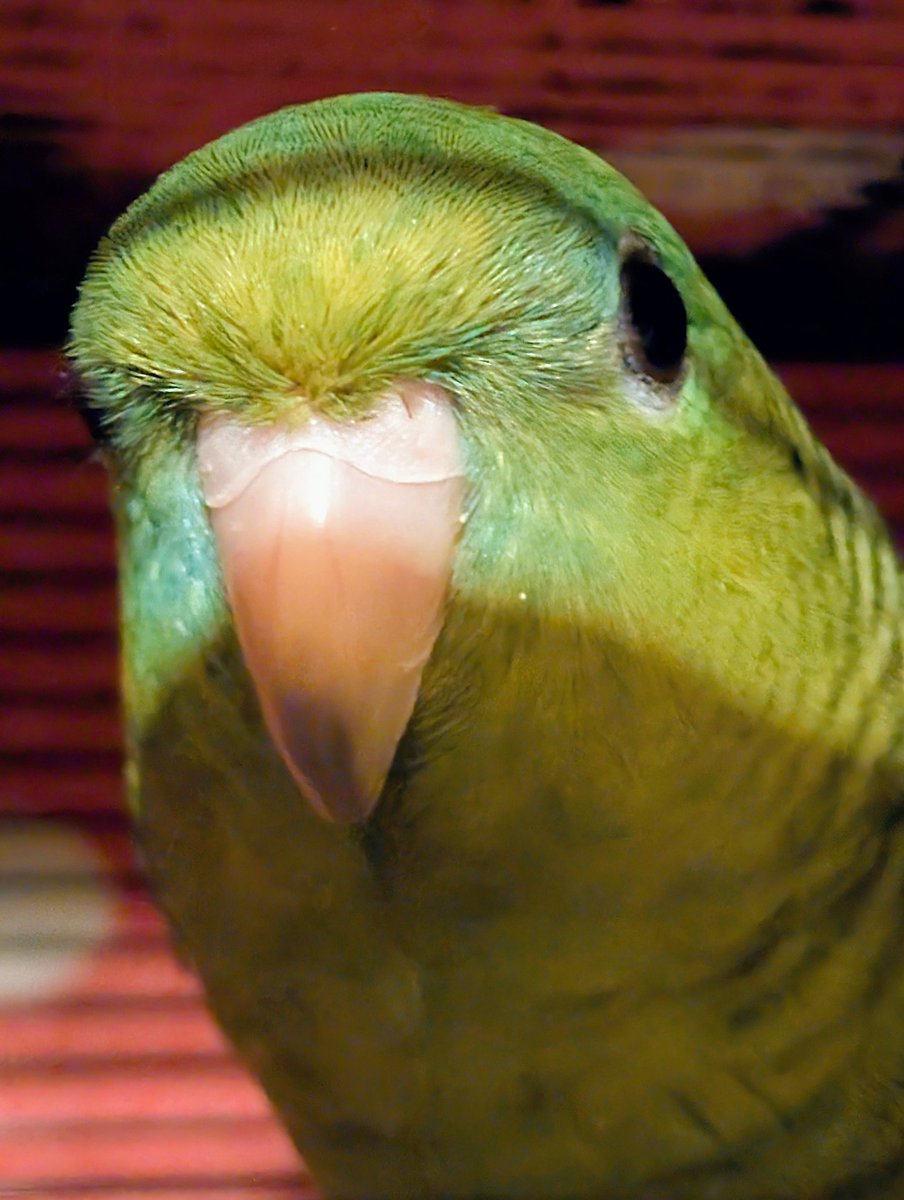 NovA1990's tweet photo. Miss Pixel

#lineolatedParakeet #bird #TeamPixel https://t.co/u5C2QgBDge