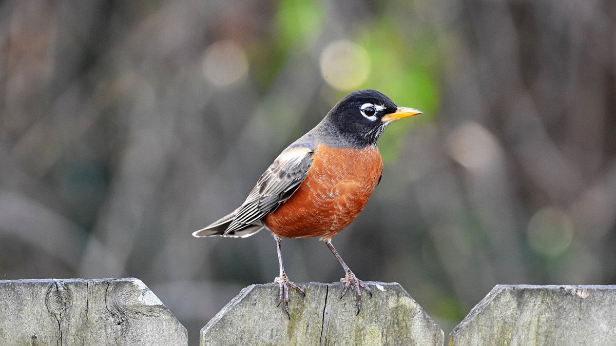 WillCoForestPreserve tweet media