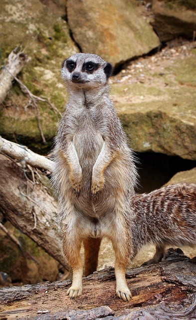 Real Mehta tweet media