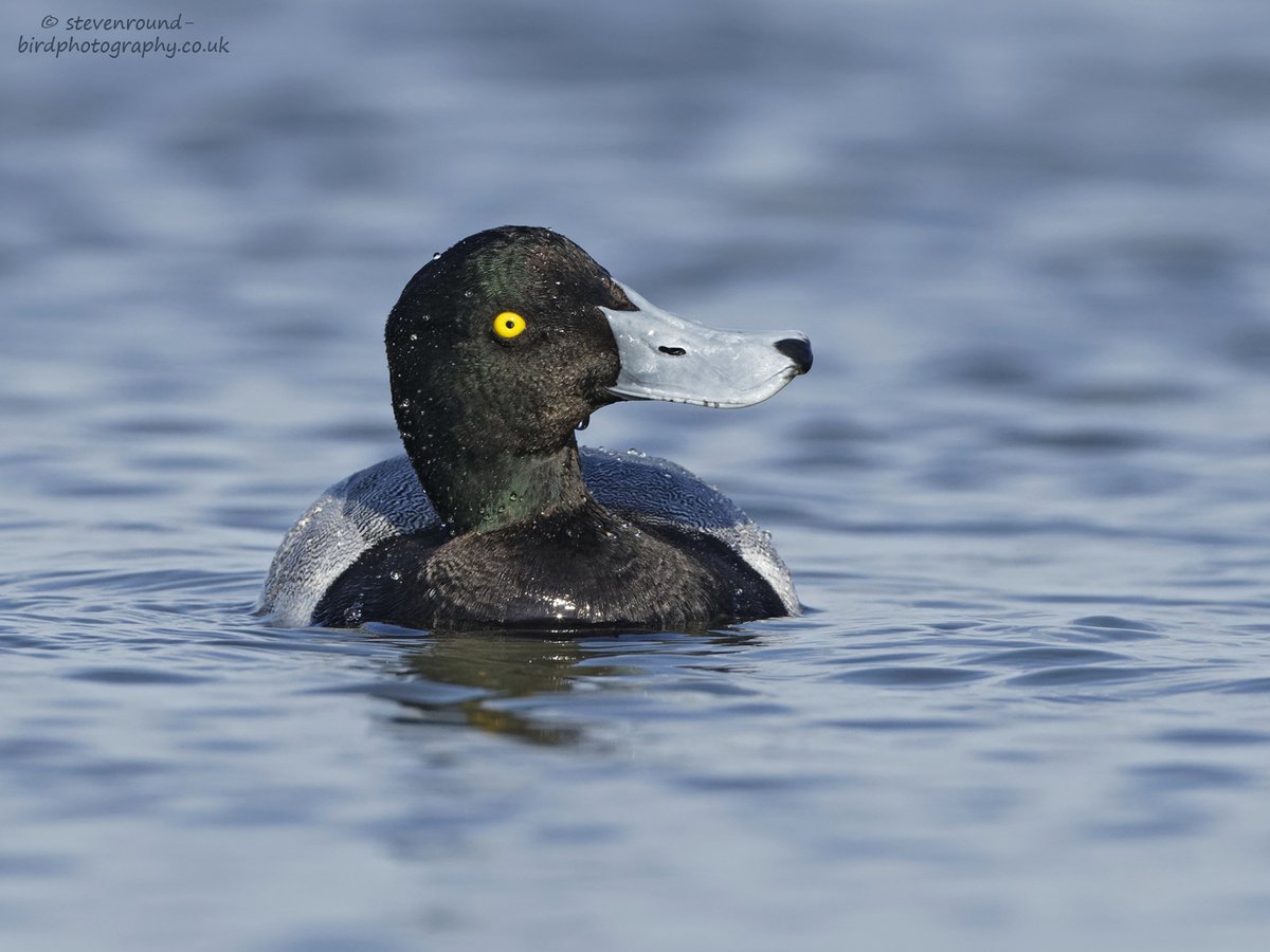 Steve Round tweet media