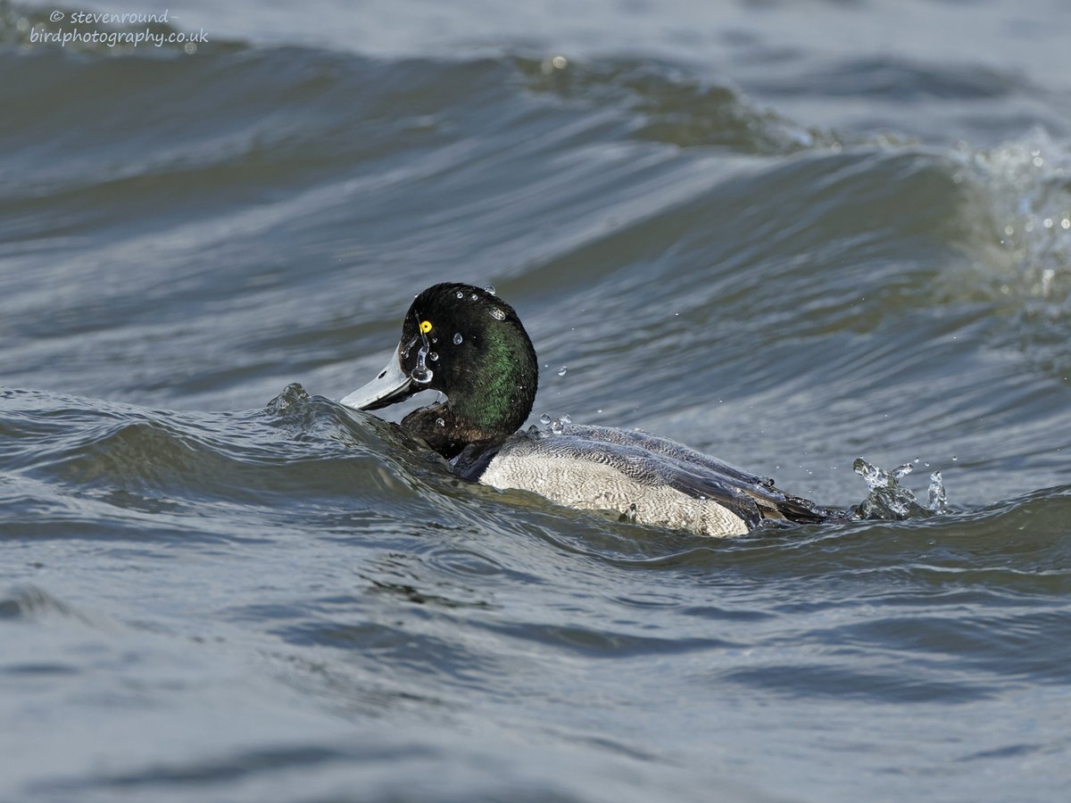 Steve Round tweet media