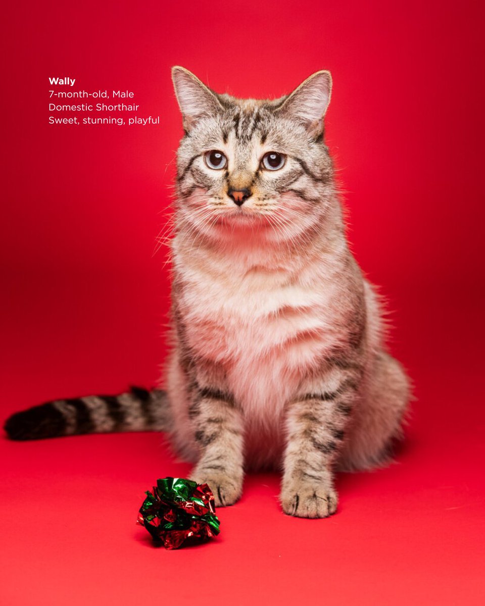 ACC District 🦇 tweet media