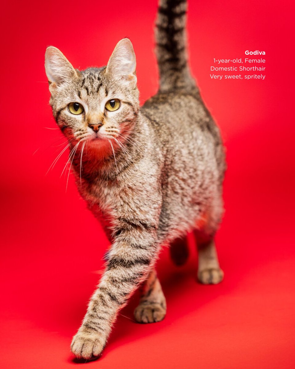 ACC District 🦇 tweet media