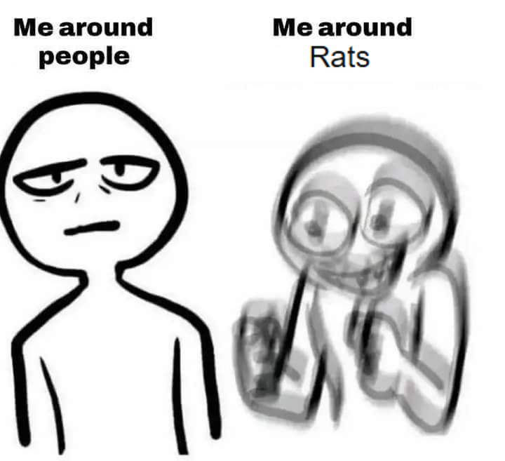 pigsty_rats's tweet photo. RATS ❤️ https://t.co/ZbBLee0bvX