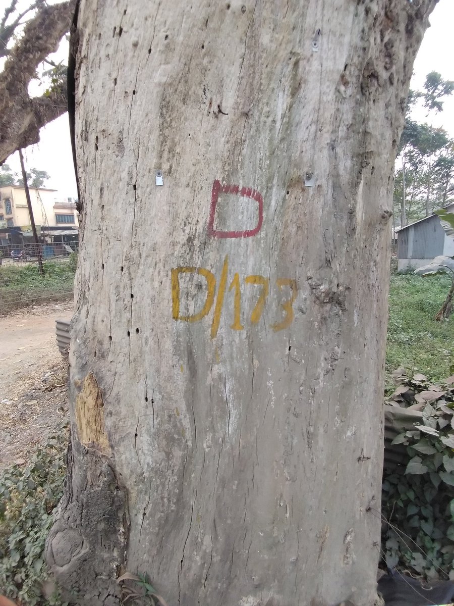 bhramar_ray's tweet photo. D for dangerous .
D for dead .
You have no rights to occupy the space . You have to leave .
#Trees #DeadTrees
#WhateverWednesday https://t.co/yIi8qdJi0D