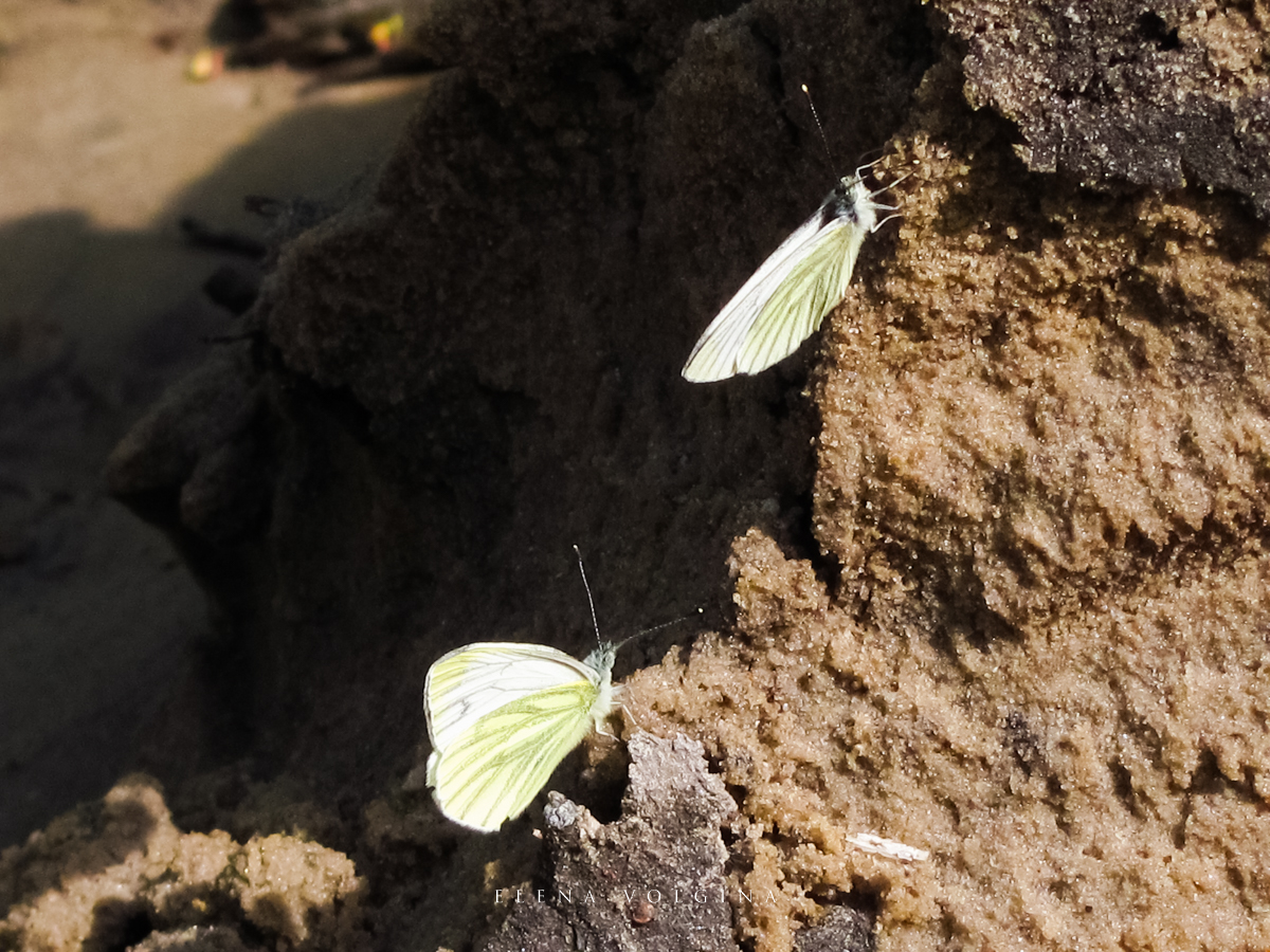 elena__volgina's tweet photo. Махаоны (и брюквенницы). 🦋☀️
#Махаон #Парусники #PapilioMachaon #Papilionidae
#Брюквенница #Белянки #PierisNapi #Pieridae https://t.co/Y7n6UHq1pa
