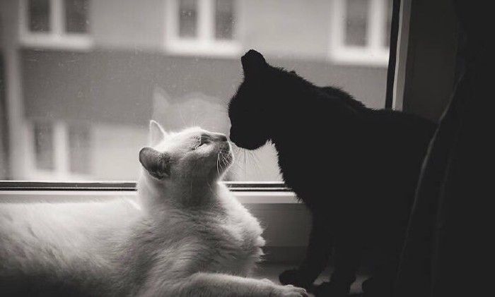 Evara🫐 tweet media