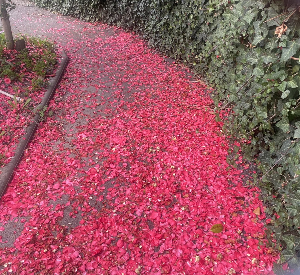 helencftroy's tweet photo. rose petals guiding my steps… spring is just around the corner https://t.co/gF0uZeetFI