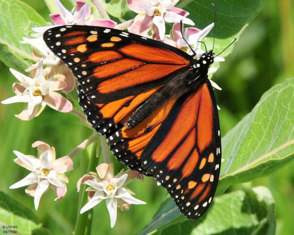 Iowa Monarchs tweet media