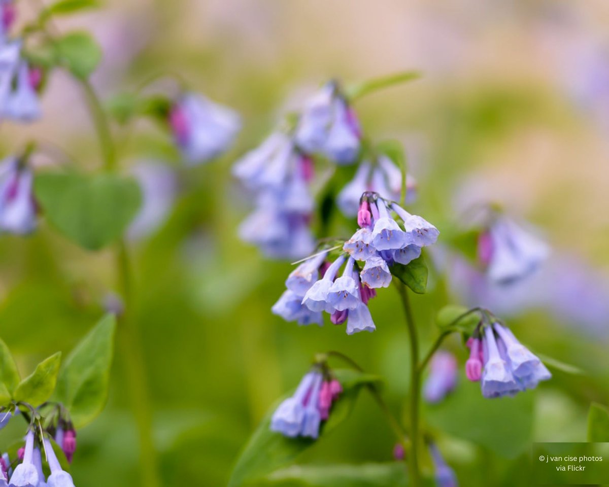 Iowa Monarchs tweet media