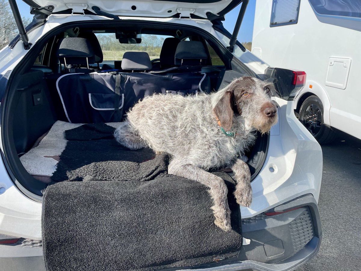 HayhurstBoo's tweet photo. The humans were very excited watching…. It was ok #funny #dogsoftwitter @ToyotaUK @RAFConingsby #viewing #dog https://t.co/VRa80RMwlM