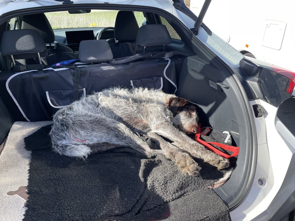 HayhurstBoo's tweet photo. The humans were very excited watching…. It was ok #funny #dogsoftwitter @ToyotaUK @RAFConingsby #viewing #dog https://t.co/VRa80RMwlM