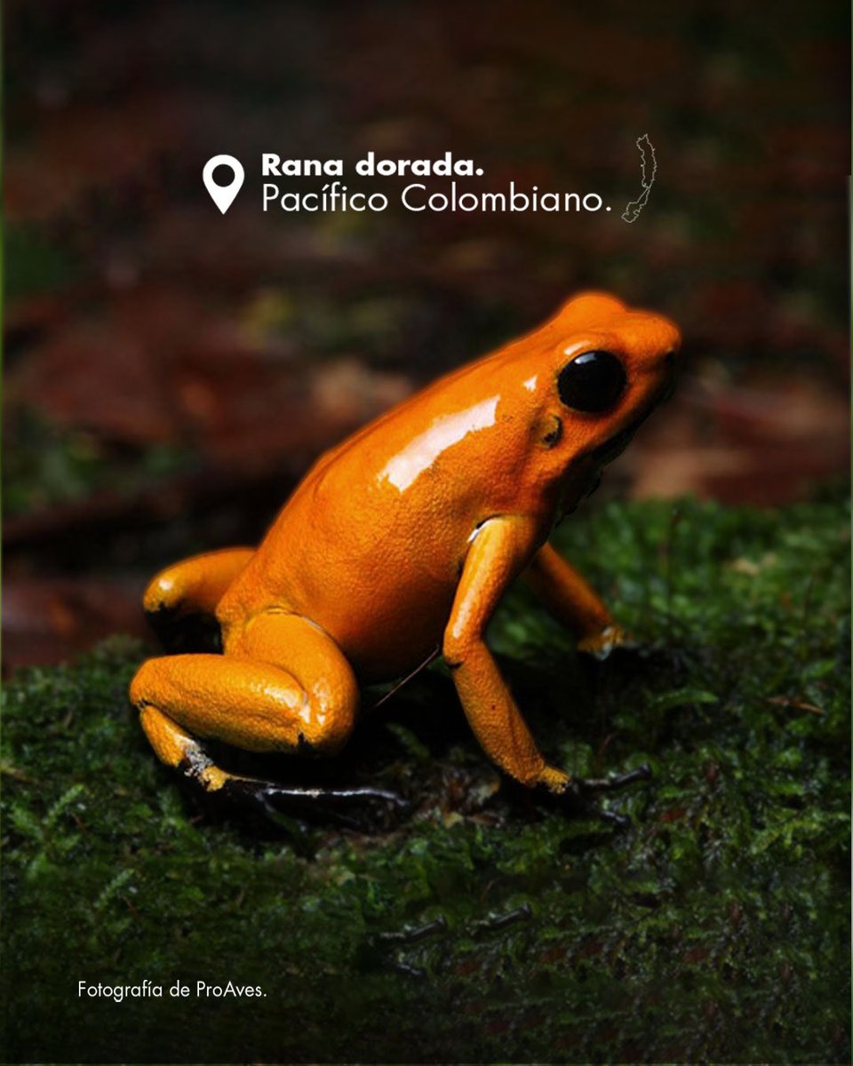 Colombia tweet media