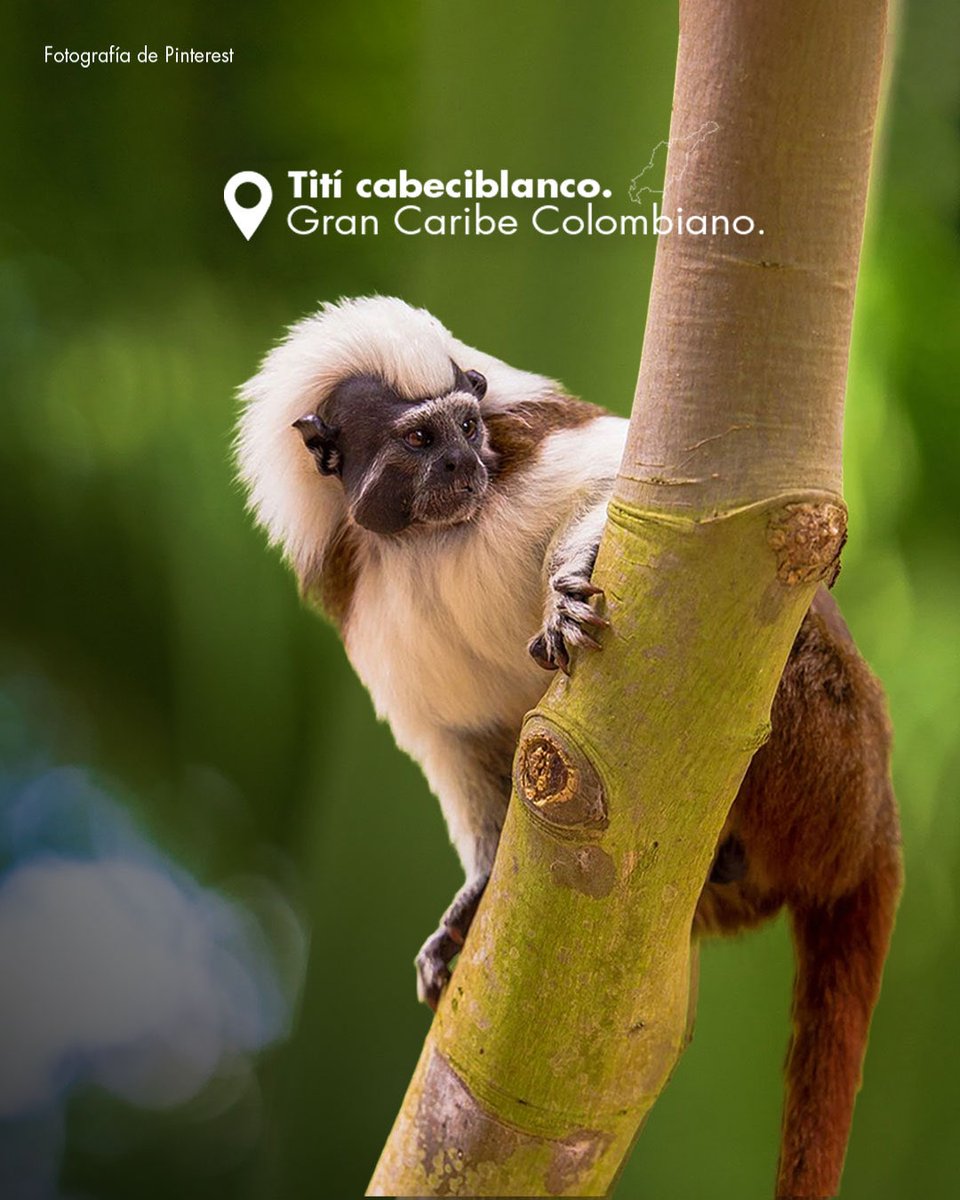 Colombia tweet media