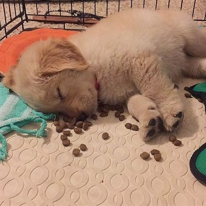 lenkabong's tweet photo. aate so much,, think im just going to sleeep..,, https://t.co/o1FnSq5f5l