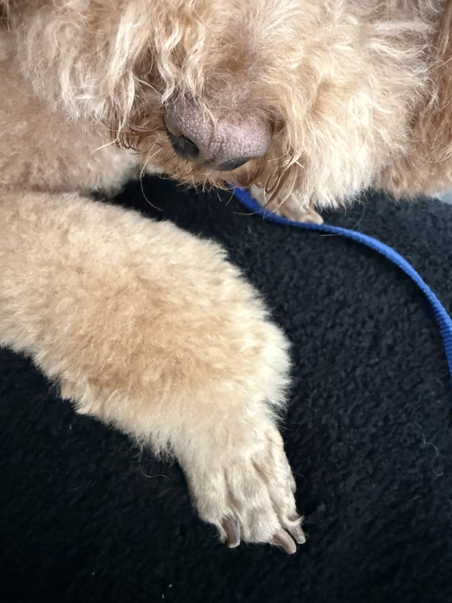 23LbsofHappy's tweet photo. Da Mawm thinx answer to mudds is getting basicallys neeked feets and Me Milo not happy #Wednesday #Dogsonx #Notmyjam #forgivemelaydyz https://t.co/fgpWDL3GxD