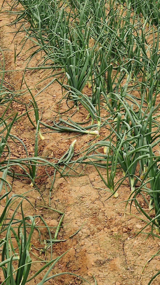 Pepe Barea tweet media