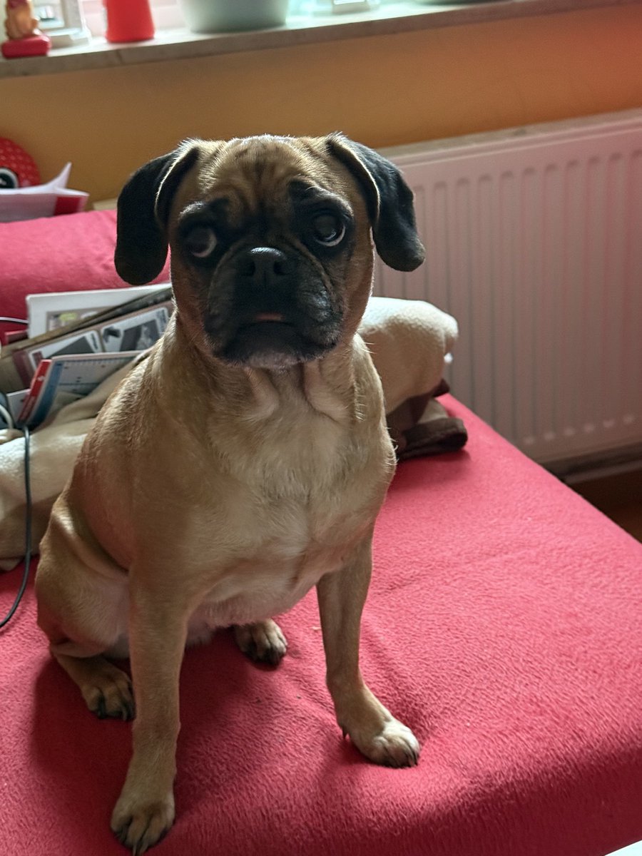 AKI_kakaka @Y63Gris226 私にもリロという可愛い子供がいます。 Anata