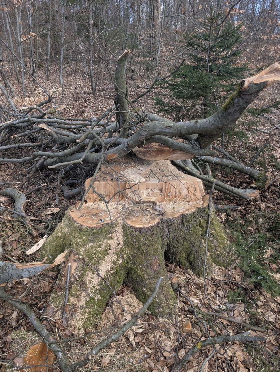 Heiko | spessartbu tweet media